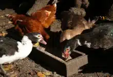 Feeding Muscovy & Wild Ducks