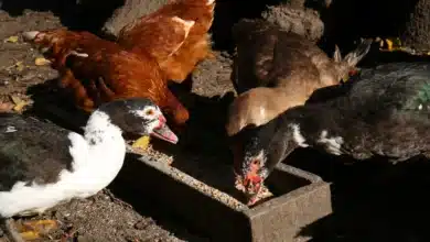 Feeding Muscovy & Wild Ducks