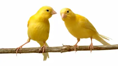 Two Yellow Birds On A Branch Feeding New Canaries