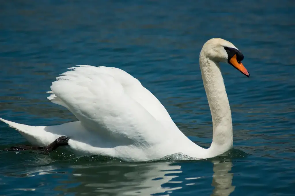 Feeding Swans, Geese and Ducks 
