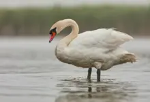 Feeding Swans, Geese and Ducks The Right Way