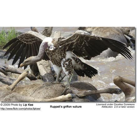 Feeding Ruppell's Vulture