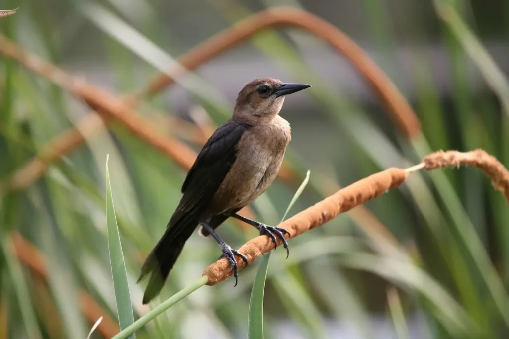 Female Boat-tailed Grackles