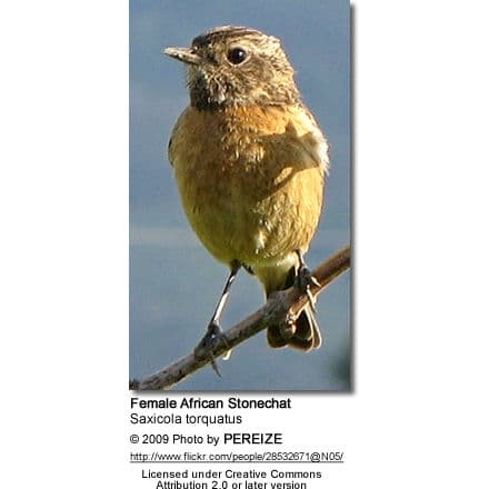 Female African Stonechat