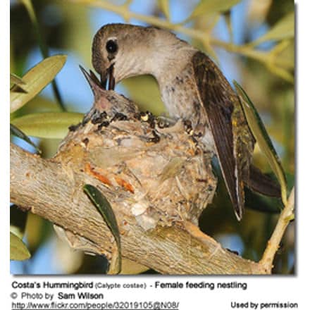 Costa's Hummingbird (Calypte costae) - Female feeding nestling