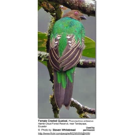 Female Crested Quetzal, Pharomachrus antisianus