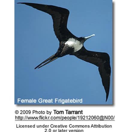 Female Great Frigatebird