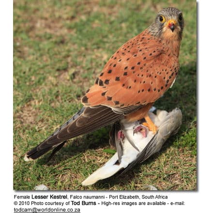Female Lesser Kestrel, Falco naumanni