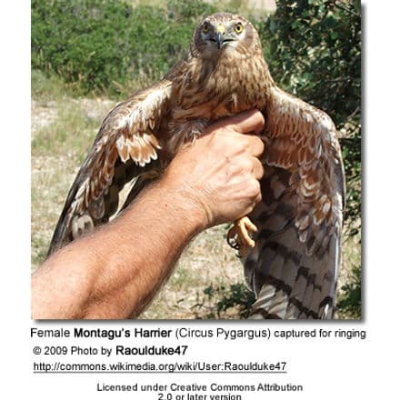 Female Montagu’s Harrier