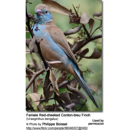 Female Red-cheeked Cordon-bleu Finch (Uraeginthus bengalus)