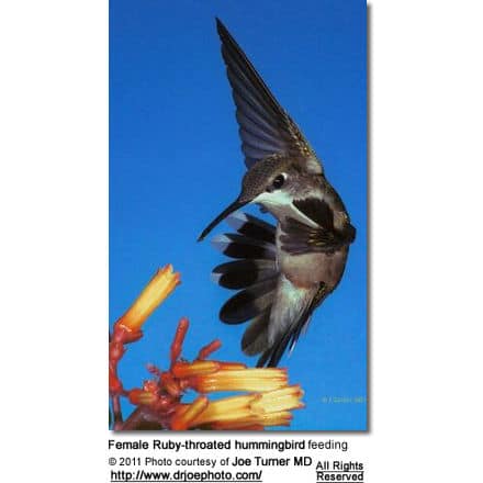 Female Ruby-throated hummingbird feeding