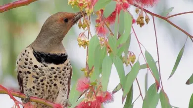 The Fernandina's Flickers Is Eating The Flowers