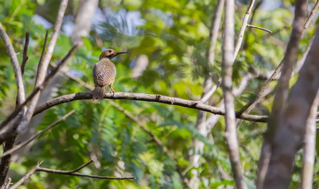 Fernandina's Flickers Image 