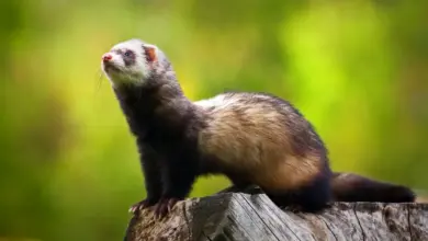 Ferret Pawing at Mouth Sitting on the Woods