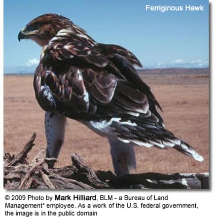 Ferriginous Hawk