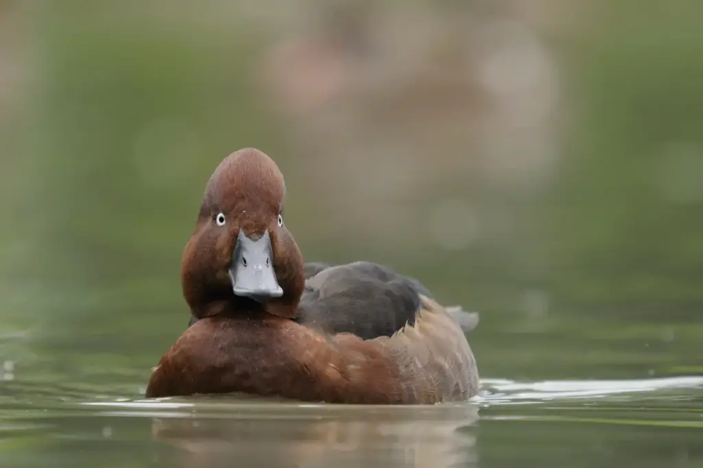 Ferruginous Duck on the Water