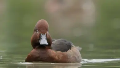 Ferruginous Duck on the Water