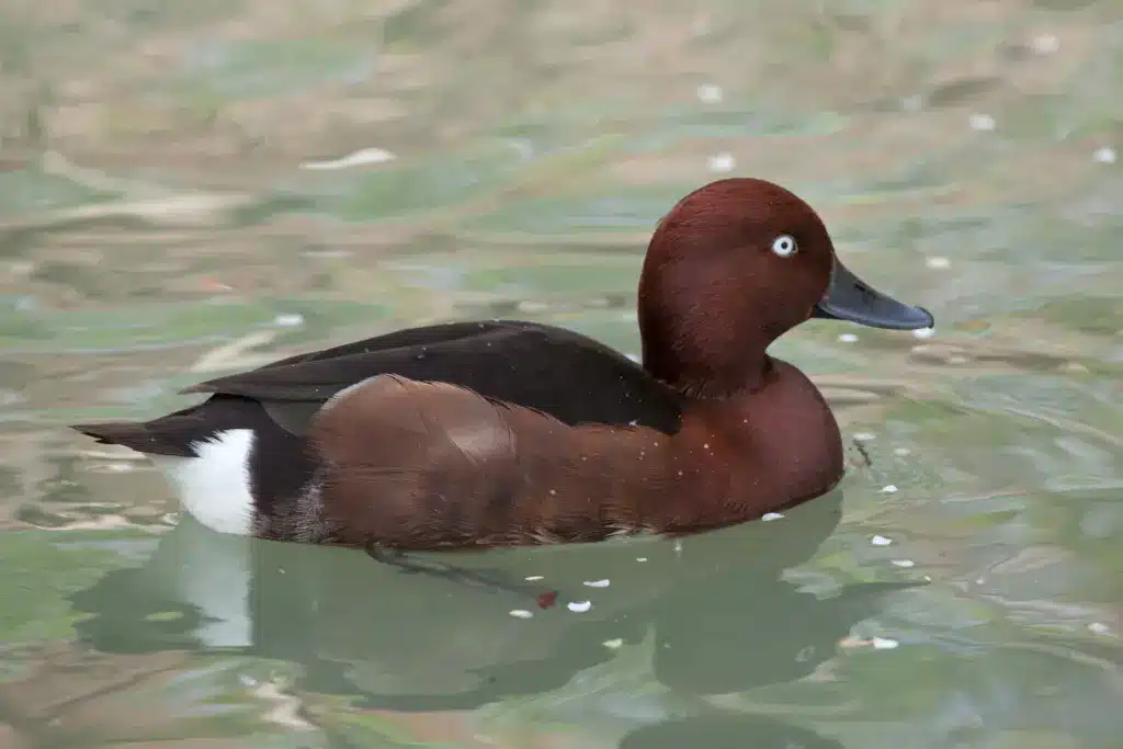 Ferruginous Duck on a Clear Water 