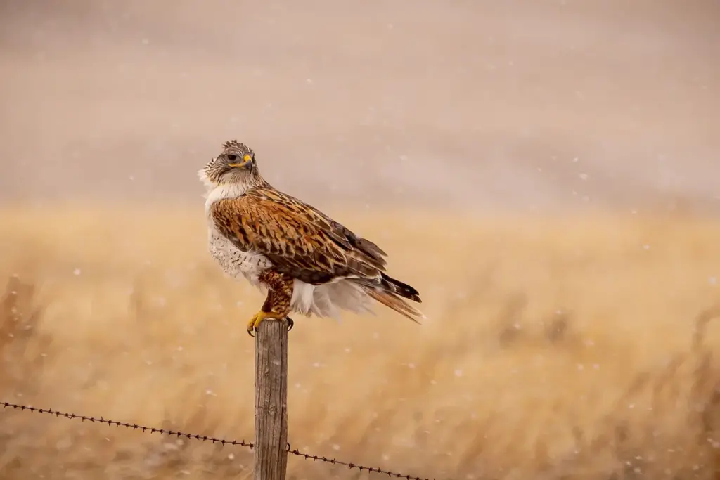 The Ferruginous Hawk Standing on Top of the Wooden Fence