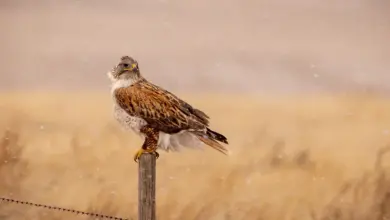 The Ferruginous Hawk Standing on Top of the Wooden Fence