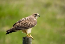Ferruginous Hawks