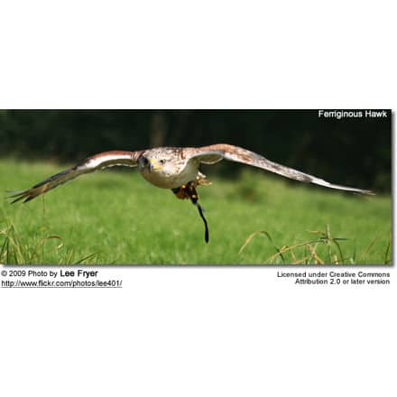 Ferriginous Hawk flying