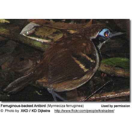 Ferruginous-backed Antbirds (Myrmeciza ferruginea)