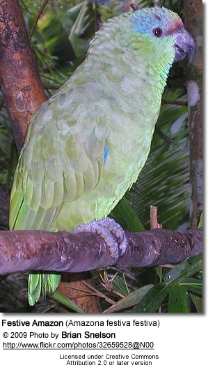 Festive Amazon (Amazona festiva festiva) 