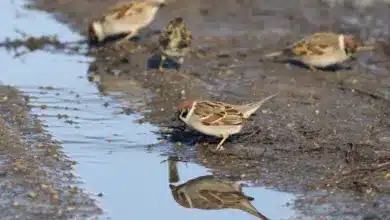 Field Sparrows Drinking Water