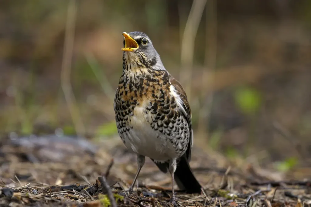 Fieldfare