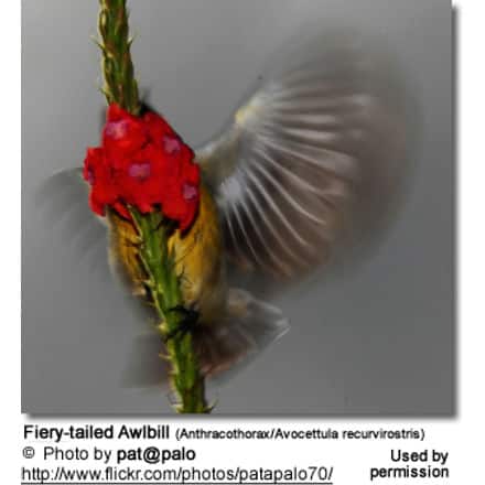 Fiery-tailed Awlbill (Anthracothorax/Avocettula recurvirostris)