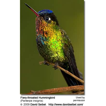 A Fiery-throated Hummingbird with vibrant, iridescent green, blue, and yellow plumage is perched on a branch. The bird's red-tipped beak and detailed feathers are prominent. The background is a muted, blurred green. Text at the bottom includes credits and the scientific name of these stunning Fiery-throated Hummingbirds.