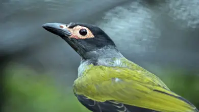 Close up of Figbirds