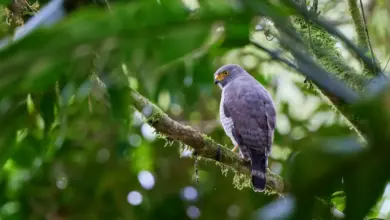 Fiji Goshawk Perching On The Tree