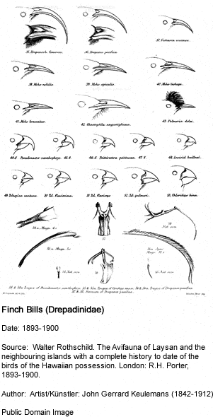 Finch Bills Drepadinidae