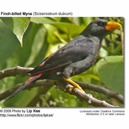 Finch-billed Myna