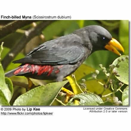 Finch-billed Myna (Scissirostrum dubium)