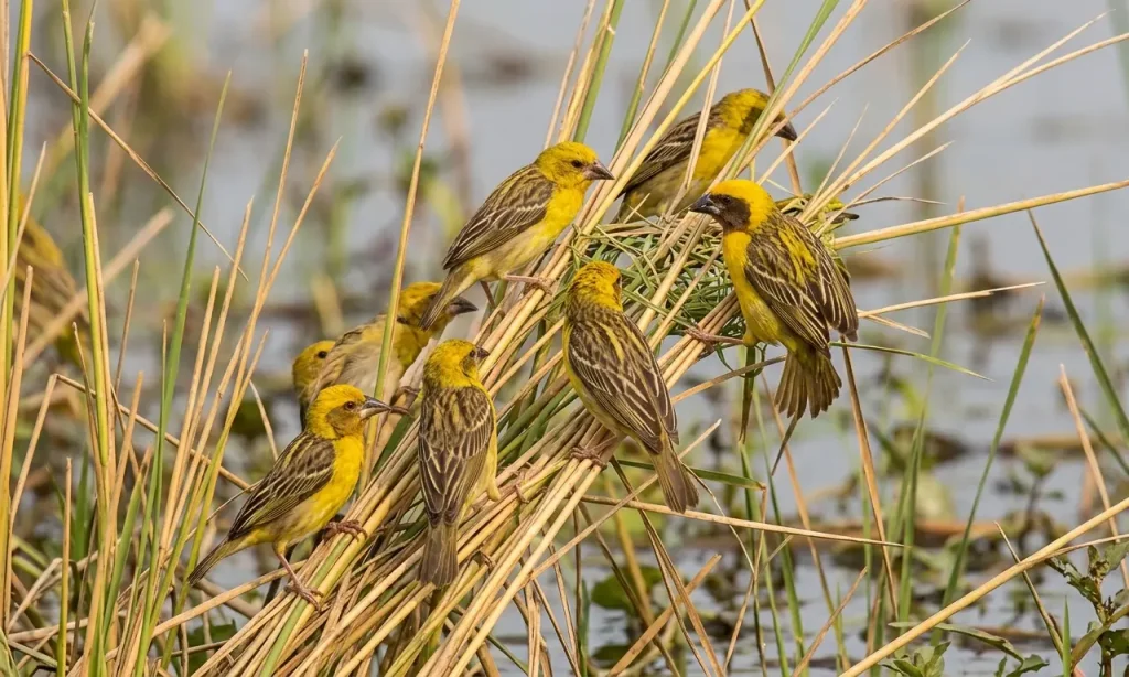 Finn's Weavers (Ploceus megarhynchus)