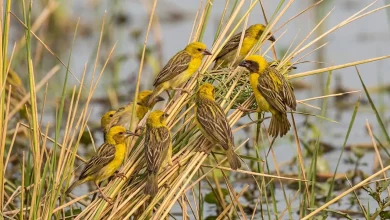 Finn's Weavers (Ploceus megarhynchus)