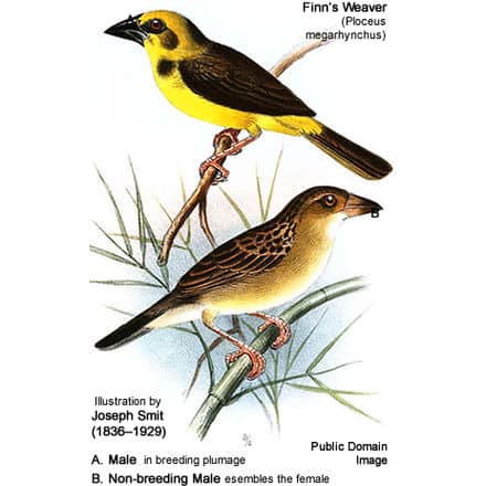 Finn’s Weaver (Ploceus megarhynchus) in breeding plumage (above) and non-breeding (resembling the female)