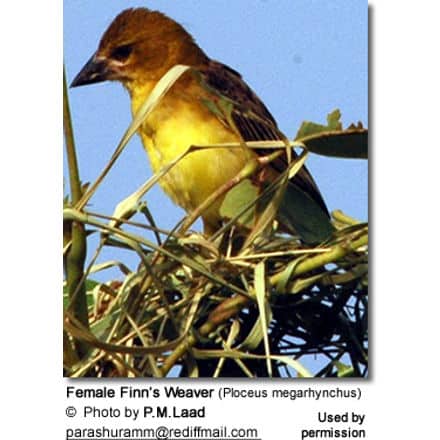 Female Finn’s Weaver (Ploceus megarhynchus)