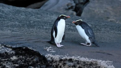 Fiordland Crested Penguins