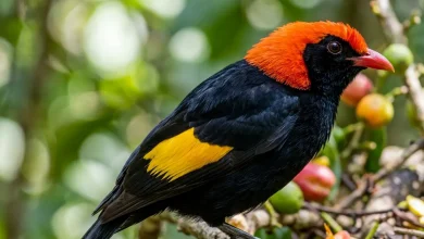 Fire-maned Bowerbirds (Sericulus bakeri)