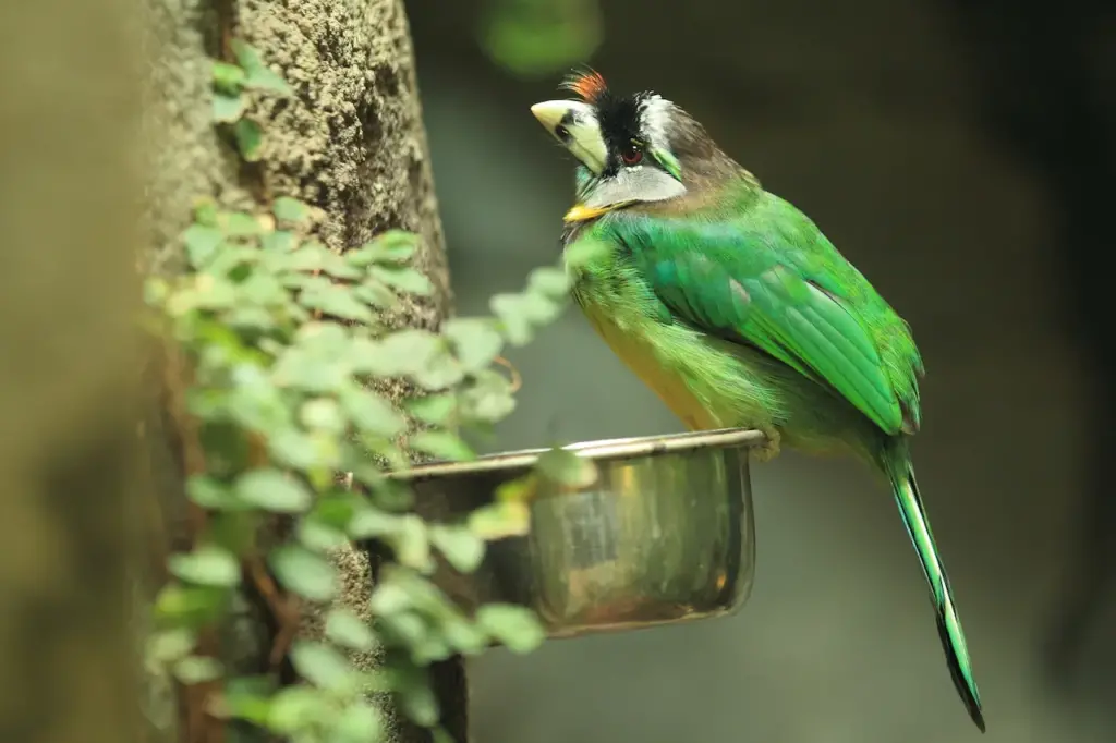 A Barbet Drinking Water Fire-tufted Barbets