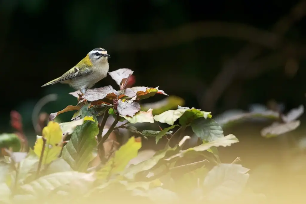 The Firecrest Kinglet On Top of the Leaves
