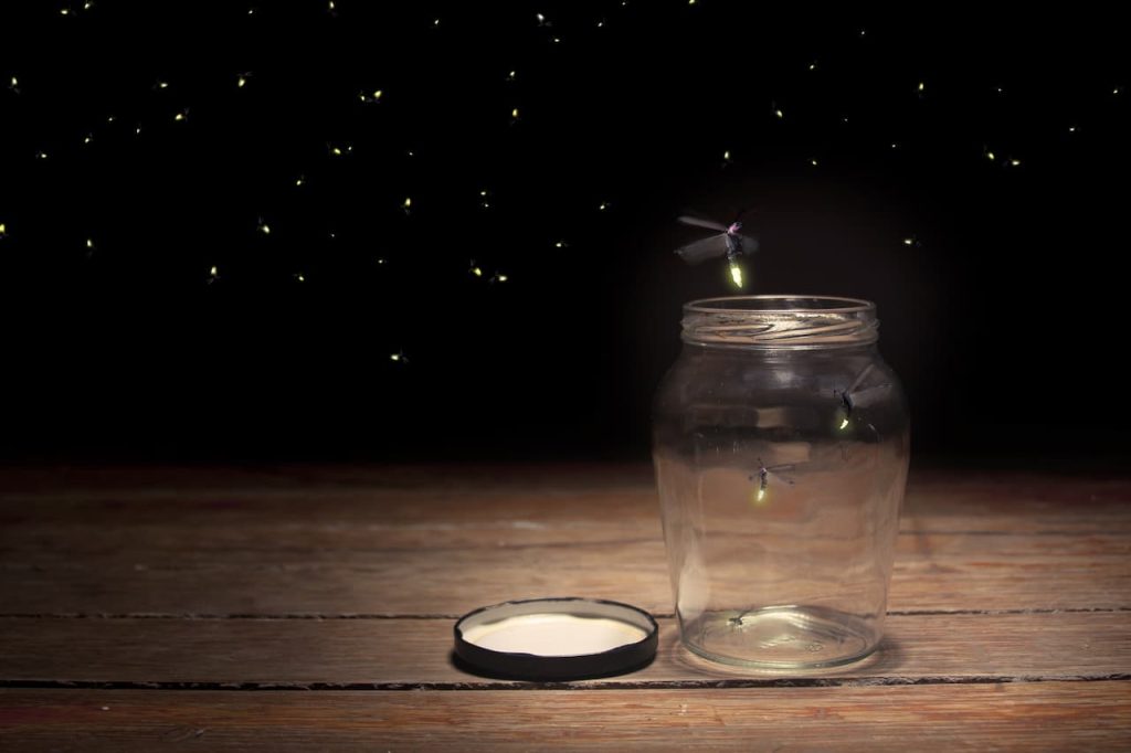 Fireflies (Lampyridae)