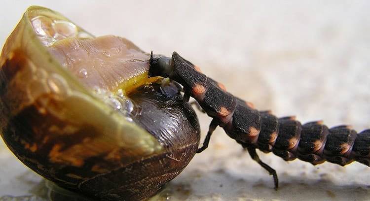 Firefly larva feeding on a common snail.
