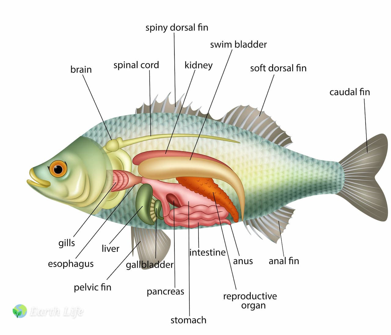Fish Digestive System 101 The Mouth Stomach Pyloric Caeca