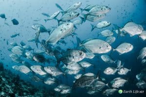 Fish Migration Information
