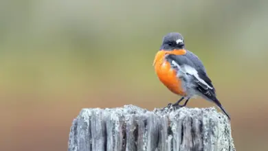 A Flame Robin standing on a wooden post.